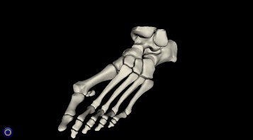 Foot